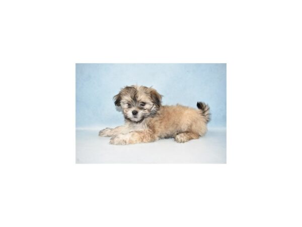 Lhasa Apso/Maltese DOG Female Gold 21460 Petland Las Vegas, Nevada