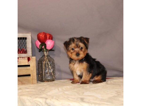 Yorkshire Terrier DOG Male Black / Tan 21466 Petland Las Vegas, Nevada