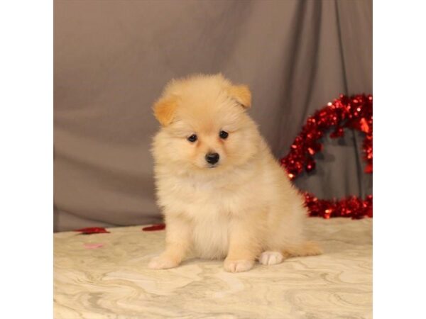 Pomeranian DOG Female Orange 21462 Petland Las Vegas, Nevada