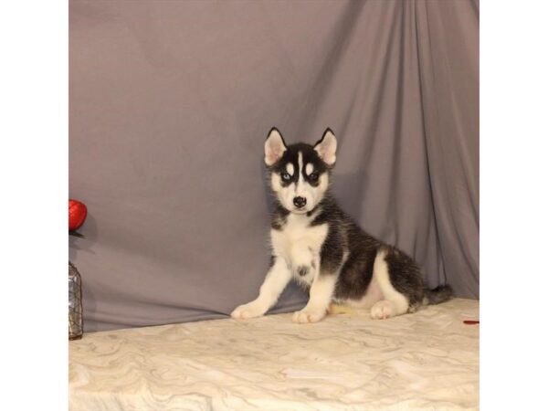 Siberian Husky DOG Female Black / White 21463 Petland Las Vegas, Nevada