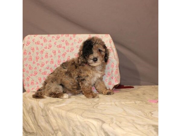 F1B Mini Goldendoodle DOG Male Blue Merle 21469 Petland Las Vegas, Nevada