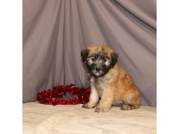 Soft Coated Wheaten Terrier DOG Female Wheaten 21464 Petland Las Vegas, Nevada