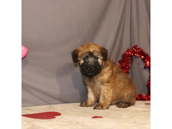 Soft Coated Wheaten Terrier DOG Male Wheaten 21465 Petland Las Vegas, Nevada