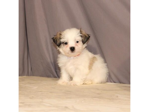 Maltese/Shih Tzu DOG Male White / Gold 21470 Petland Las Vegas, Nevada