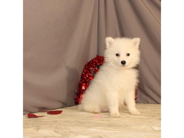 American Eskimo Dog DOG Female White 21461 Petland Las Vegas, Nevada