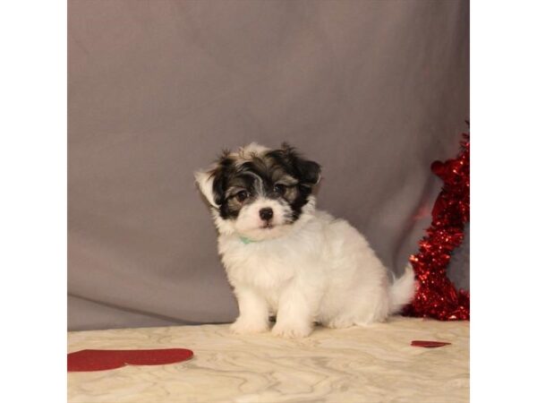 Chihuahua/Havanese DOG Male White / Gold 21467 Petland Las Vegas, Nevada