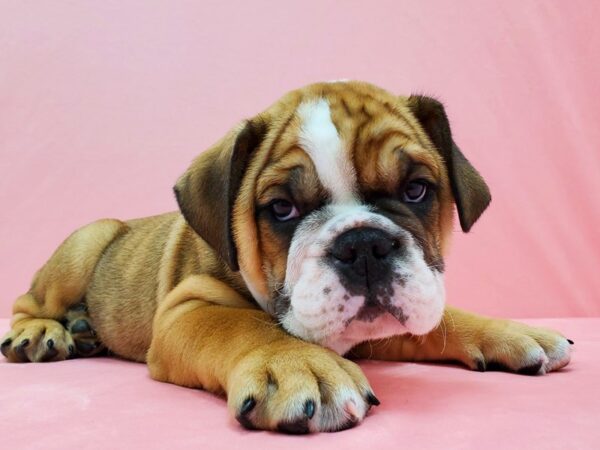 English Bulldog DOG Male Red and White 21450 Petland Las Vegas, Nevada