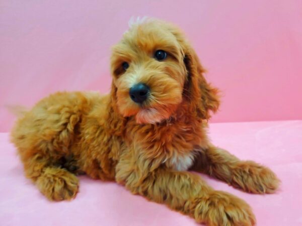 F1B Goldendoodle DOG Male Golden 21471 Petland Las Vegas, Nevada