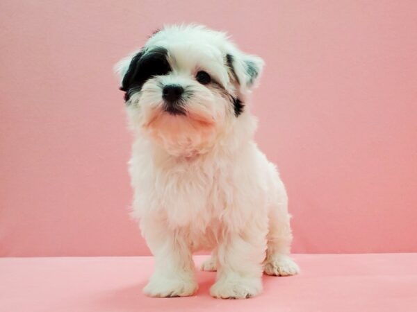 Havanese DOG Male Black and White 21477 Petland Las Vegas, Nevada