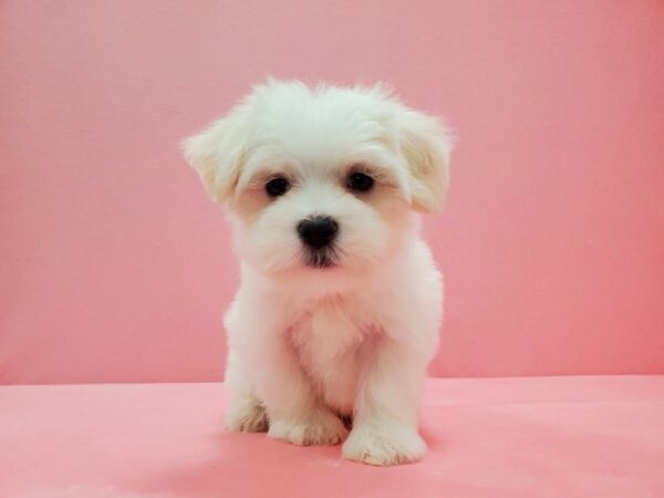 Maltese DOG Male White 21479 Petland Las Vegas, Nevada