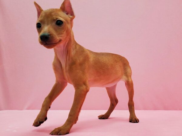 Miniature Pinscher DOG Female Red 21480 Petland Las Vegas, Nevada