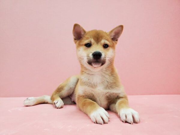 Shiba Inu DOG Male Red 21481 Petland Las Vegas, Nevada