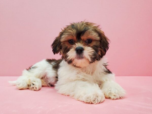 Shih Tzu DOG Male Gold and White 21483 Petland Las Vegas, Nevada