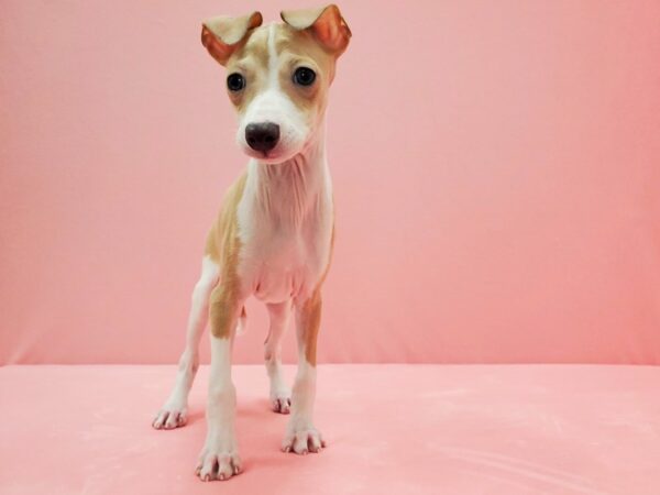 Italian Greyhound DOG Male Fawn 21478 Petland Las Vegas, Nevada