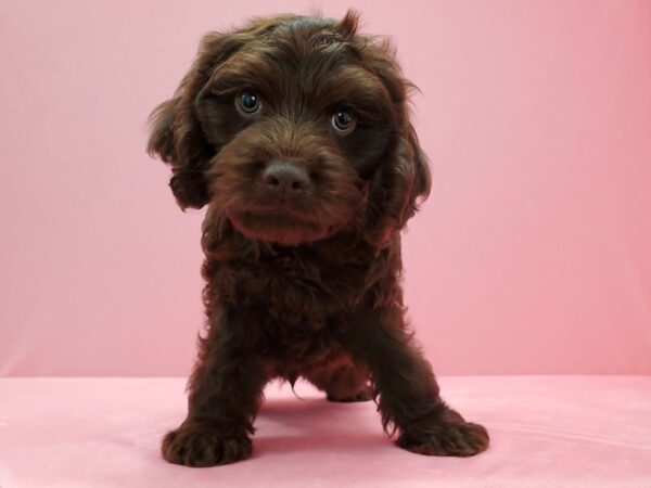 Cocker Spaniel/Poodle DOG Male Brown 21487 Petland Las Vegas, Nevada