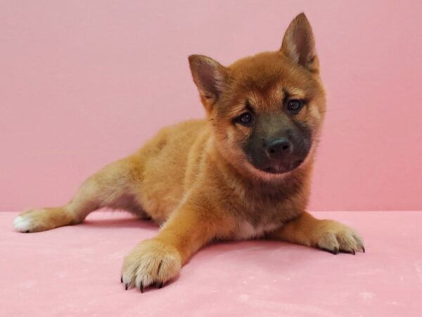 Shiba Inu DOG Female Red Sesame 21482 Petland Las Vegas, Nevada