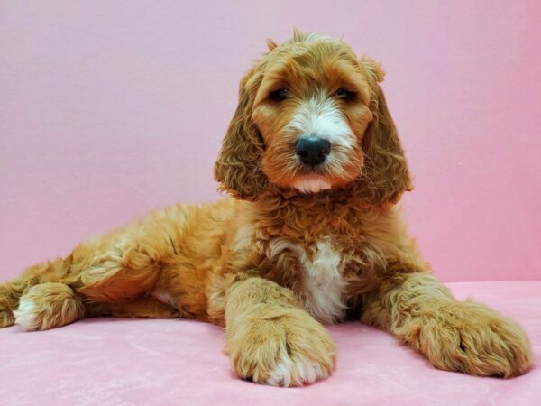 Irish Setter/Poodle DOG Male Red 21496 Petland Las Vegas, Nevada