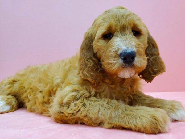 Irish Setter/Poodle DOG Female Red 21495 Petland Las Vegas, Nevada