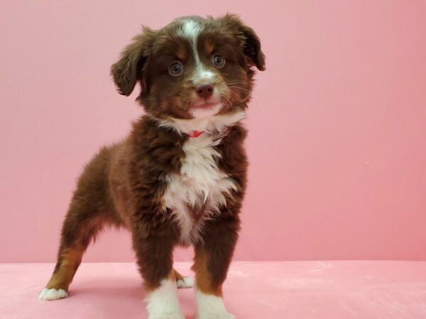 Australian Shepherd DOG Female Red 21488 Petland Las Vegas, Nevada