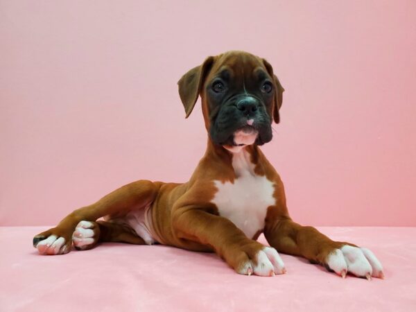 Boxer DOG Male Fawn 21485 Petland Las Vegas, Nevada