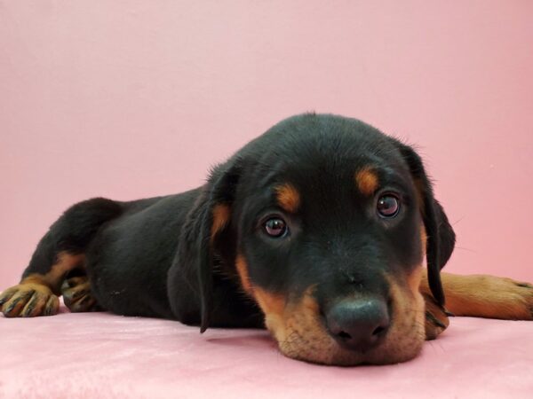 Rottweiler DOG Female Black / Tan 21493 Petland Las Vegas, Nevada