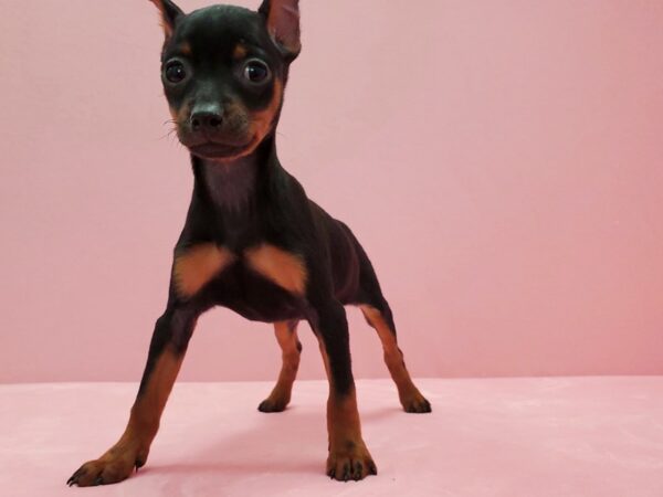 Miniature Pinscher DOG Female Black / Rust 21491 Petland Las Vegas, Nevada