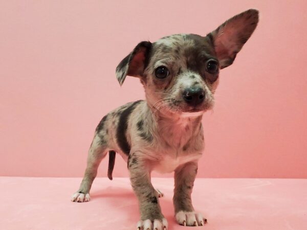 Chihuahua DOG Male Blue Merle 21489 Petland Las Vegas, Nevada