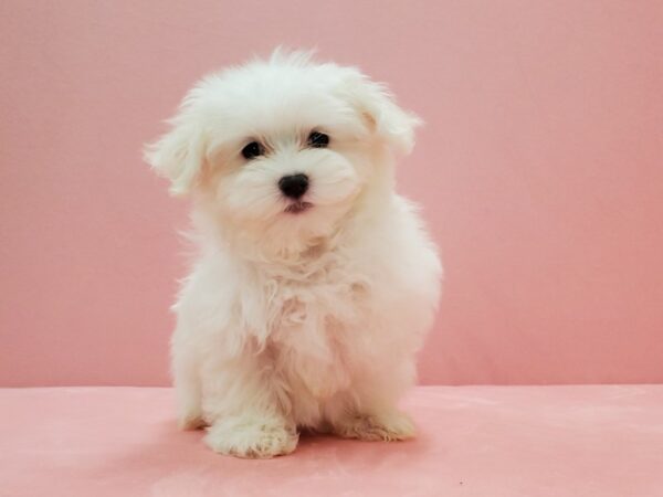 Maltese DOG Male White 21490 Petland Las Vegas, Nevada