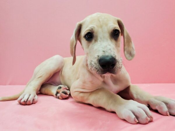 Great Dane DOG Male Fawn 21476 Petland Las Vegas, Nevada