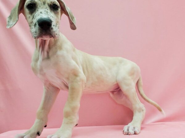 Great Dane DOG Male Fawn 21475 Petland Las Vegas, Nevada