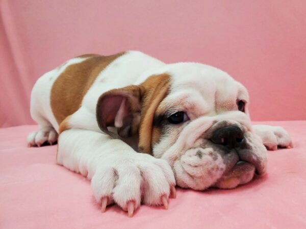 English Bulldog DOG Female Red and White 21486 Petland Las Vegas, Nevada