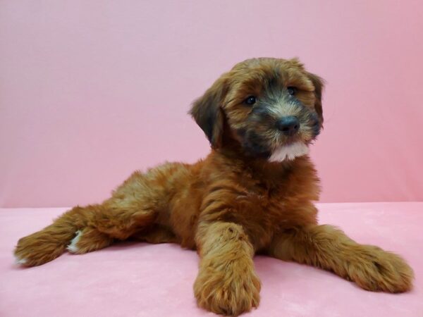 Poodle/Soft Coated Wheaten Terrier DOG Female Red Chocolate 21500 Petland Las Vegas, Nevada