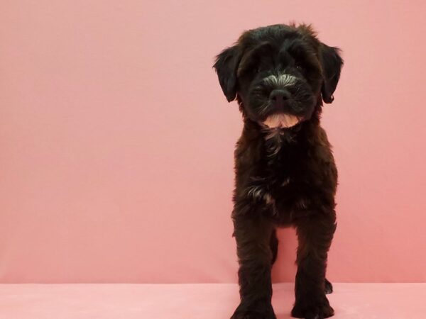 Poodle/Soft Coated Wheaten Terrier DOG Female Sable 21501 Petland Las Vegas, Nevada