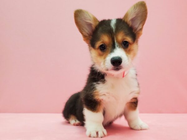 Pembroke Welsh Corgi DOG Female Black / Tan 21492 Petland Las Vegas, Nevada