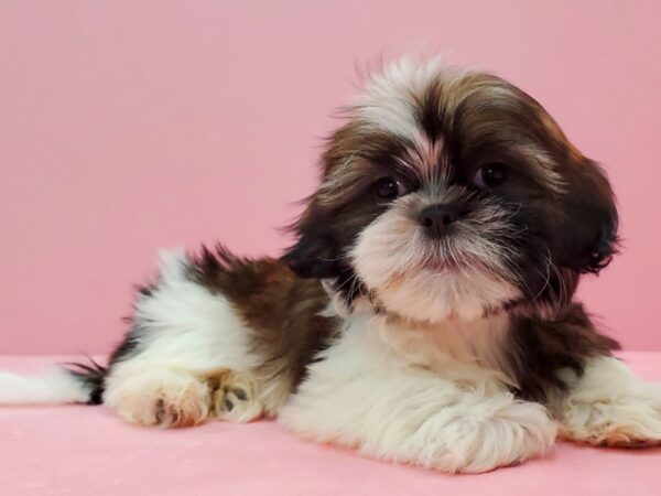 Shih Tzu DOG Female White / Gold 21494 Petland Las Vegas, Nevada