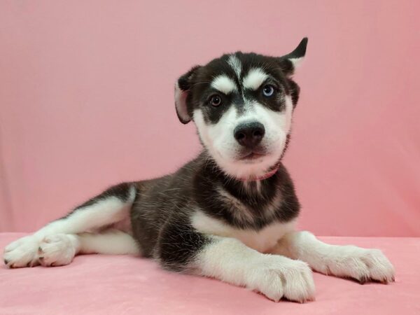 Siberian Husky DOG Female Black and White 21484 Petland Las Vegas, Nevada