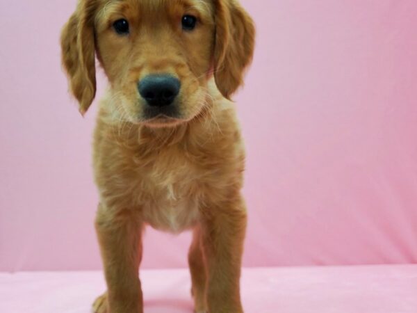 Golden Retriever DOG Male Golden 21474 Petland Las Vegas, Nevada