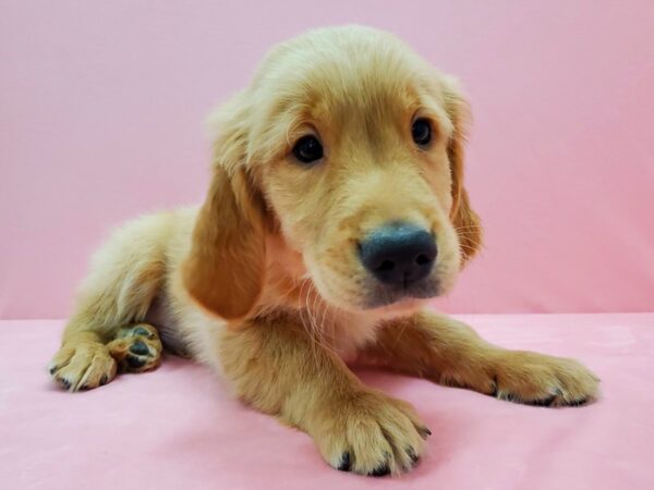 Golden Retriever DOG Male Golden 21473 Petland Las Vegas, Nevada