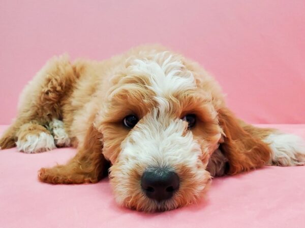 F1B Goldendoodle DOG Male Golden 21499 Petland Las Vegas, Nevada