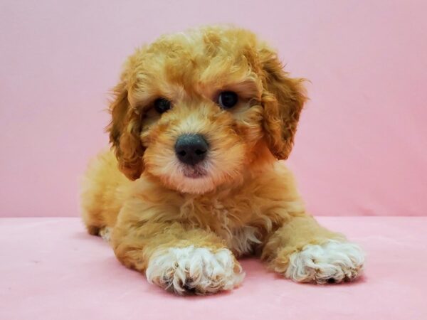 F1B Mini Goldendoodle DOG Male Red 21497 Petland Las Vegas, Nevada