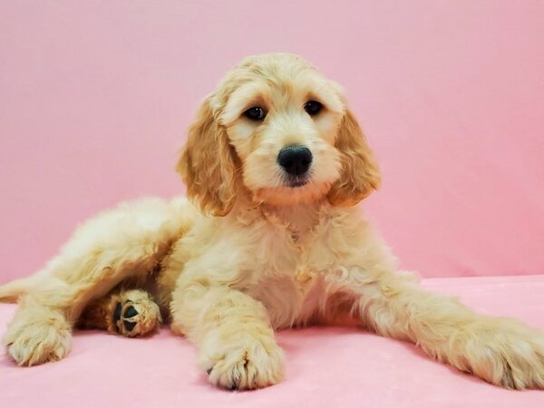 F1B Goldendoodle DOG Male Golden 21502 Petland Las Vegas, Nevada