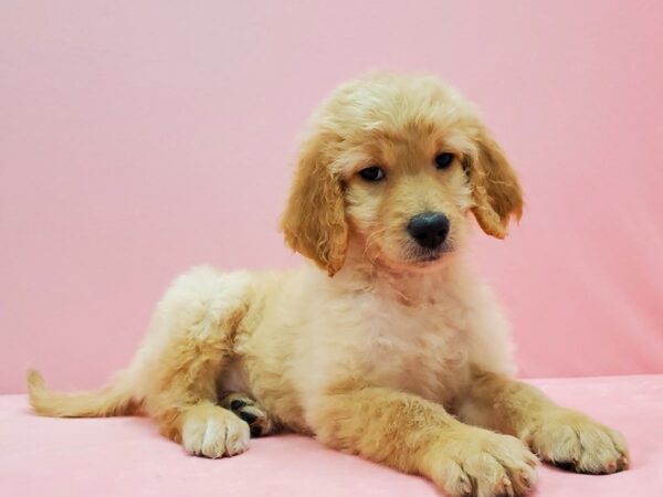 F1B Goldendoodle DOG Female Golden 21503 Petland Las Vegas, Nevada