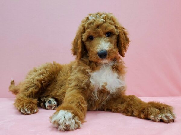 F1B Goldendoodle DOG Female Golden 21504 Petland Las Vegas, Nevada