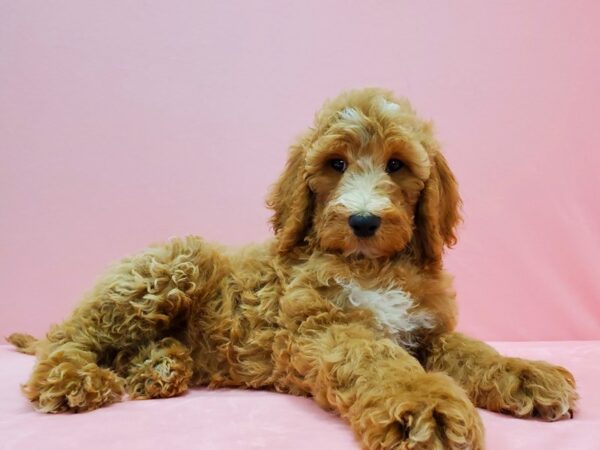 F1B Goldendoodle DOG Female Golden 21505 Petland Las Vegas, Nevada