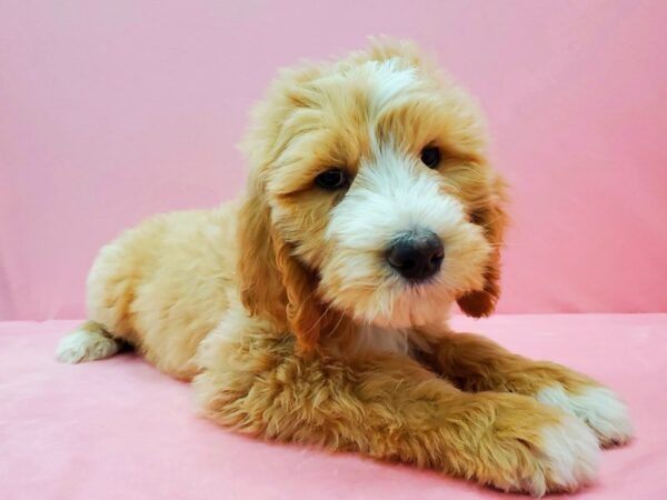 F1B Goldendoodle DOG Male Golden 21498 Petland Las Vegas, Nevada