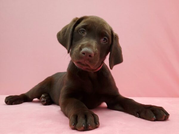 Labrador Retriever DOG Female 21509 Petland Las Vegas, Nevada