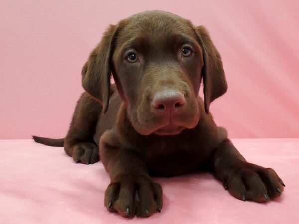 Labrador Retriever DOG Male 21510 Petland Las Vegas, Nevada