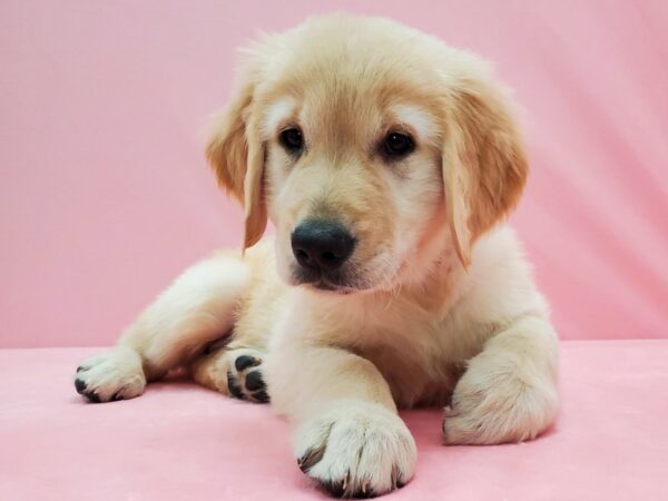 Golden Retriever DOG Female Golden 21508 Petland Las Vegas, Nevada