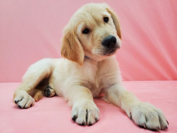 Golden Retriever DOG Male Golden 21506 Petland Las Vegas, Nevada