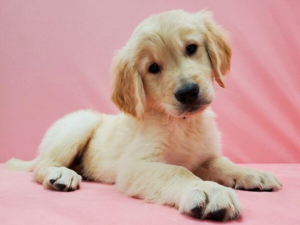 Golden Retriever DOG Male Golden 21507 Petland Las Vegas, Nevada